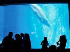 -海合安成都极地海洋公园