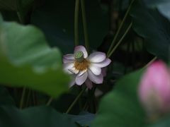 -莫催咖啡