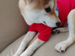 -怪兽屋·羊驼·猫咖·狗咖(俊华广场店)