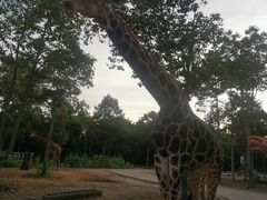 -清迈夜间动物园