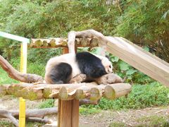-广州长隆野生动物世界