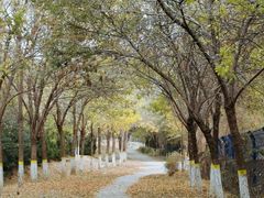 -永定河休闲森林公园