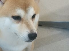 -萌喵宠狗爱心宠咖