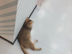 -糯米喵星人·撸猫猫舍咖啡馆(西市场嘉华店)