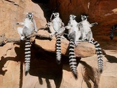 -北京野生动物园