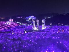 -大塘金香草谷