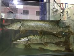 -煲来饱去冷水鱼
