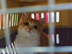 -小猫来了·猫舍(红山六九七九店)