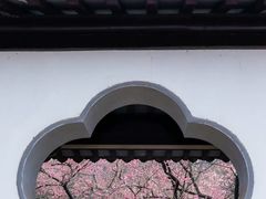 -香雪海
