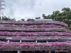 -深圳仙湖植物园