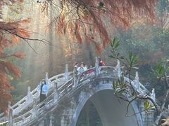 -深圳仙湖植物园