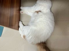 -lincat·猫舍(广州店)
