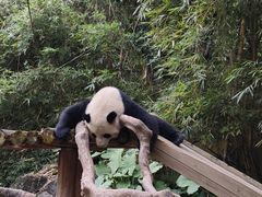 -广州长隆野生动物世界