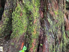 -东天目山风景区