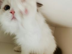 -东方名猫馆·英短金渐层布偶猫舍(环线广场1号楼店)