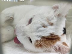 -爱贝特动物医院·猫口炎专科