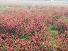 -南国桃园旅游度假区