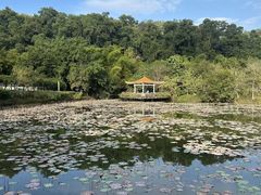 -大屏嶂森林公园