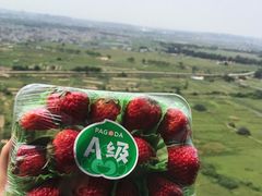 -百果园PAGODA(国贸2店)
