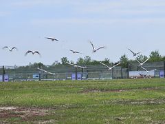 -盐城丹顶鹤湿地生态旅游区