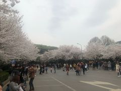 -武汉大学-樱园
