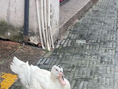 -南翔饭店