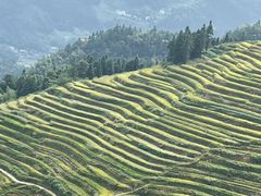 -紫鹊界梯田景区