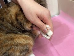 -北京观赏动物医院·24小时大型综合·猫专科·异宠专科