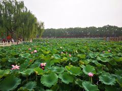 -皇家御河游(紫御湾码头)
