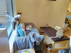 -滚猫咖啡·猫咖·猫友好撸猫(未来城店)