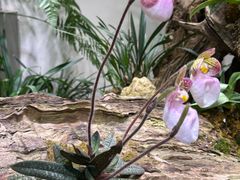 -云溪植物园