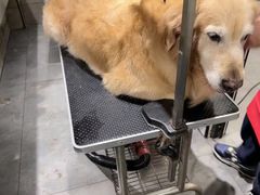 -樱桃家的宠物店(君安花园店)