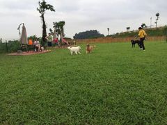 良成狗狗乐园-良成狗狗乐园