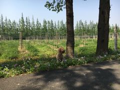 -上海长兴岛郊野公园