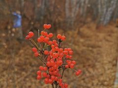 -塞罕坝国家级自然保护区