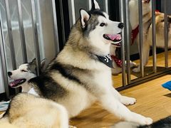 -Husky Go! 哈士奇体验馆·宠物咖啡厅狗咖