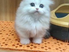 -欣宠猫屋·矮脚拿破仑·蓝金金渐层