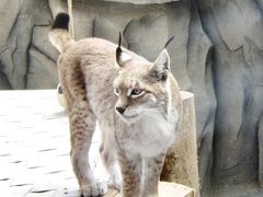 -青藏高原野生动物园