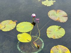 -云溪植物园