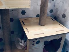 住院部-宠爱国际动物医院·疑难骨科·心肾内科·皮肤科(太阳宫店)