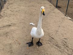 -盐城丹顶鹤湿地生态旅游区