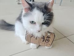 -怪兽屋·羊驼·猫咖·狗咖(俊华广场店)