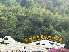 -西双版纳原始森林公园