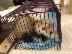 -浣熊柯尔鸭土拨鼠·电玩咖