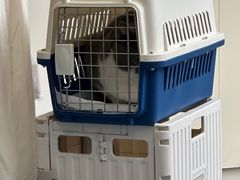 -伟伟宠物医院·瑞派猫友好医院·猫科(光谷店)
