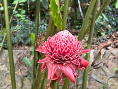 -中国科学院西双版纳热带植物园