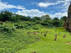 -海南热带野生动植物园