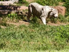 -北京野生动物园