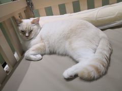 -藏猫猫咖啡主题馆(中央大道店)