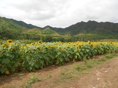 -雾灵西峰